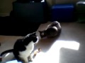 Cats in Motion