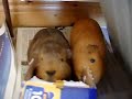 Funny guinea pigs