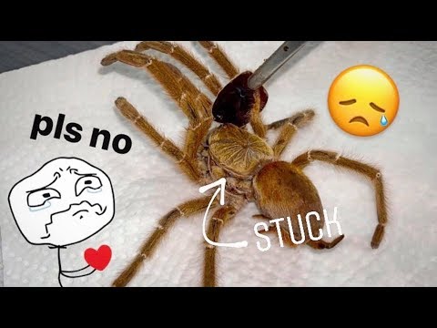 Ms. Lord Have Mercy is dead :(  ~  [Tarantula molting GONE HORRIBLY WRONG]