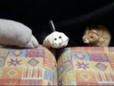 The Moronic Puppet Show At the resteraunt part 2