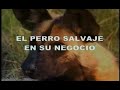 el perro salvaje en su negocio