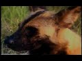 el perro salvaje en su negocio