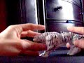 tigatron tigatron