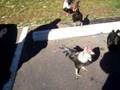 videos de Chicken surprise