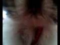 KINI THE SHIH TZU ON THE TABLE TRYING TO GET DOWN