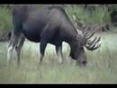 Caribou Grazing roadside in Denali