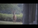 deer in back yard Again!!