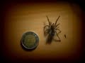 Grammostola aureostriata song