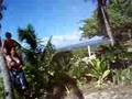 the COCONUT tree part 2 