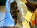 A CAT IN A BAG Guarda video