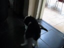mad cat panda with paddy the dog
