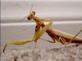 Simi Sam The Praying Mantis Simi Sam The Praying Mantis