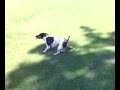 cute dog taking his ball for a walk