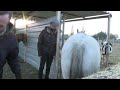 the horse's ass