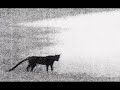 Cryptids