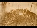 Cryptids