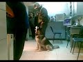 Siberian-training to the vet