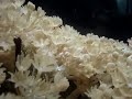 no fundo do mar ou em um aquario? 