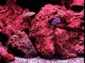 African Mbuna tank