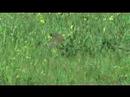 Woodchuck Woodchuck