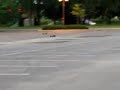 RC RACE hpi baja vs savage vs baja RC RACE hpi baja vs savage vs baja