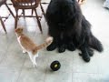 orion has aquired a tire-ball.  this is his reaction when he first laid eyes on it (wet's reaction, too).