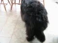 orion has aquired a tire-ball.  this is his reaction when he first laid eyes on it (wet's reaction, too).