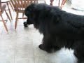 orion has aquired a tire-ball.  this is his reaction when he first laid eyes on it (wet's reaction, too).