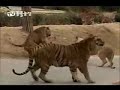 leao vs tigre