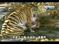 Leao vs Tigre