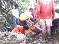 Lembu Masuk Perigi Tuut 3