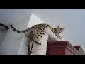 My Bengal Cat Is Broken