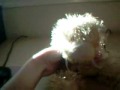 My Furry Friends! To nmmn556
