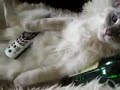 Verry Funny Cat Verry Funny Cat