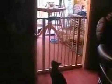 How To Kill A Cat