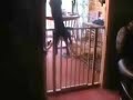 How To Kill A Cat How To Kill A Cat