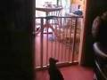 How To Kill A Cat