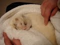 Wishkah our ferret very sleepy