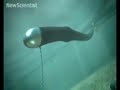 giant rubber snake could be the future of wave power