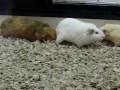 videos de Guinea Pig Yaoi Fest