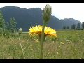 Flower DV to HD Super Resolution