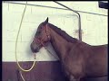 &iexcl;Caballo borracho!
