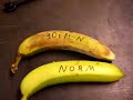 Bananen und fl�ssiger Stickstoff