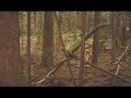 Bigfoot/Sasquatch Structures