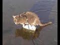wet cat
