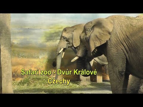 Safari zoo - Dvůr Králové Czechy (HD)