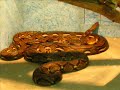 Reptile world