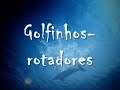 Golfinhos-rotadores: os bailarinos do arquip�lago de Fernand