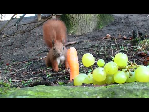 Eichhörnchen - was sie essen und wo sie Möhren verstecken