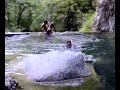 tuffo di Andreone